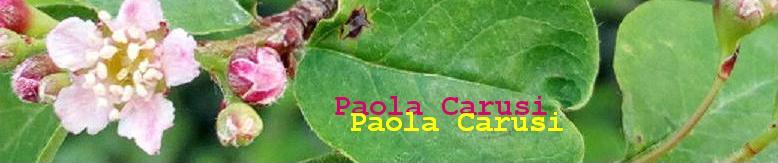 carusi: alchimia arabo-islamica